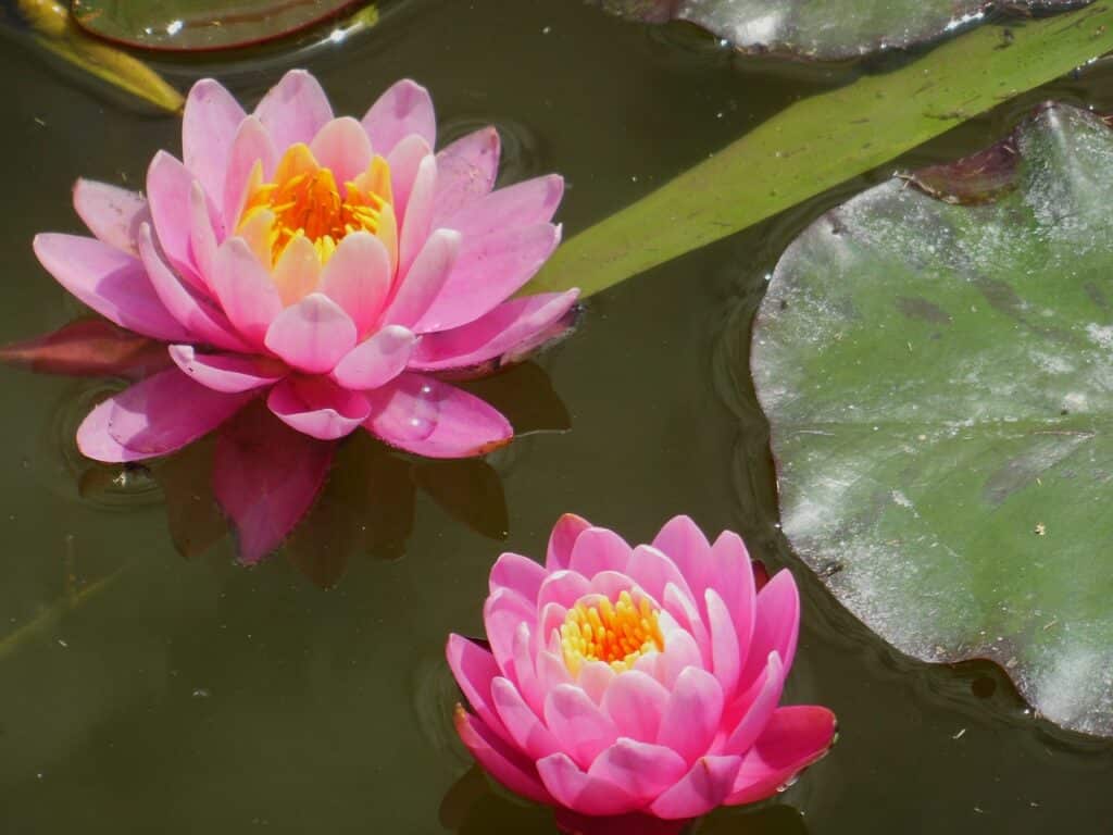 Creating a Sex-Positive Mindset How Hypnosis Can Help You Embrace Your Sexuality - North Shore Hypnosis - Amesbury MA